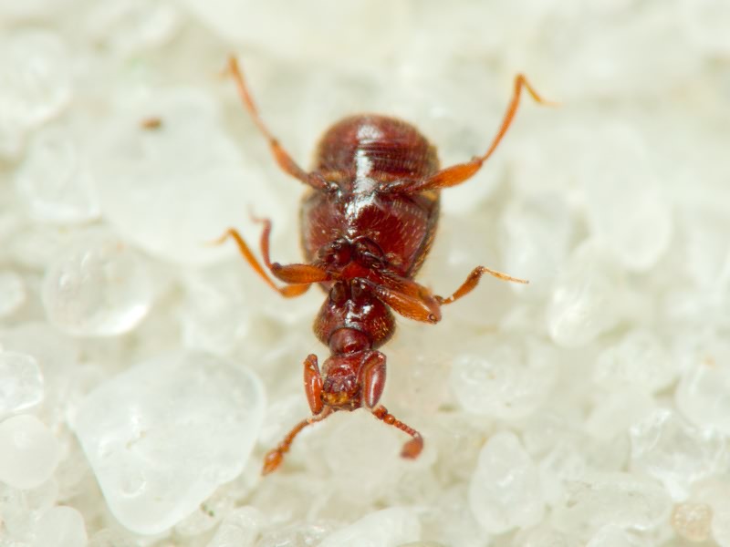 Bryaxis chaudoirii (Chaudoir, 1845)